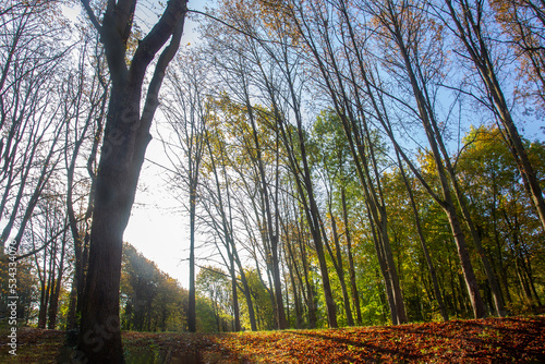 Amazing view of the garden of the national domain Saint-Cloud   (Paris) with a fantastic autumn forest and sunbeams in the frame