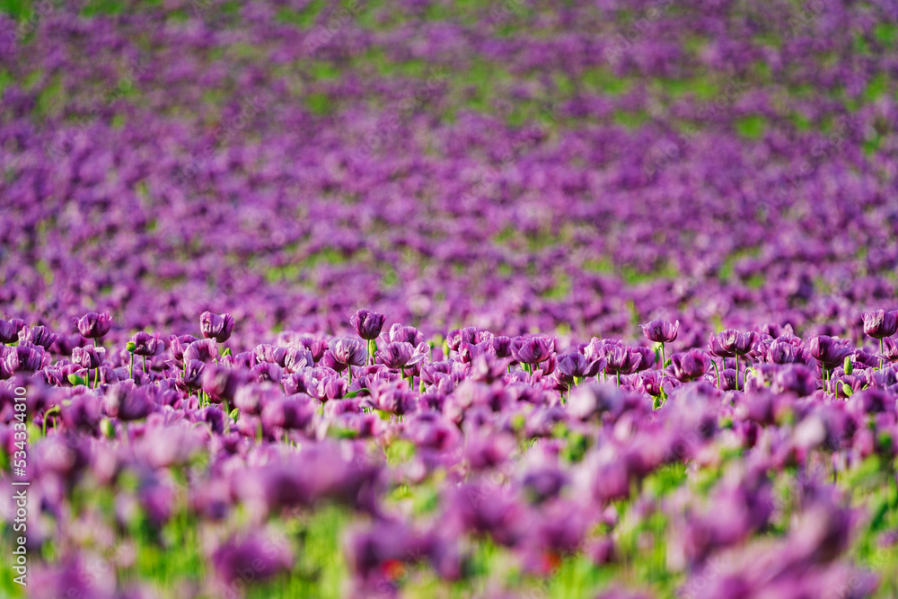 Fototapeta premium A poppy is a flowering plant in the subfamily Papaveroideae of the family Papaveraceae. Poppies are herbaceous plants, often grown for their colourful flowers.