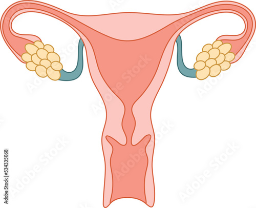 Human anatomy Female reproductive system, female reproductive organs. Organs location scheme uterus.