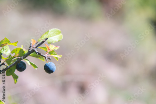 Prunus spinosa berry commonly blackthorn or sloe. Healthy, full of vitamins and antioxidants. Native plant of Europe and western Asia. Blue wild fruit. Copy space for text. photo