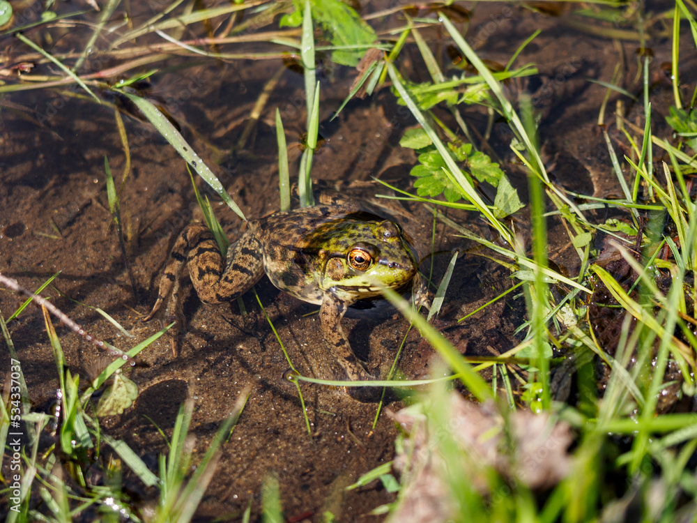 Frog in the water