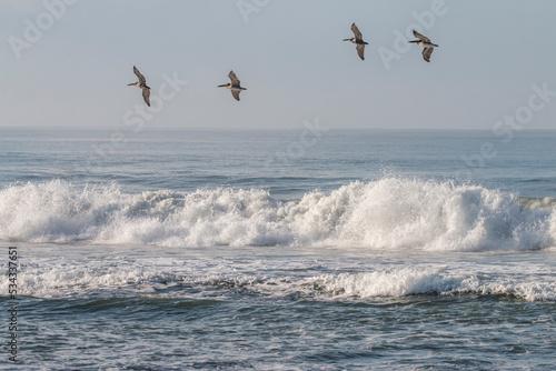 brown pelicans over crashing waves