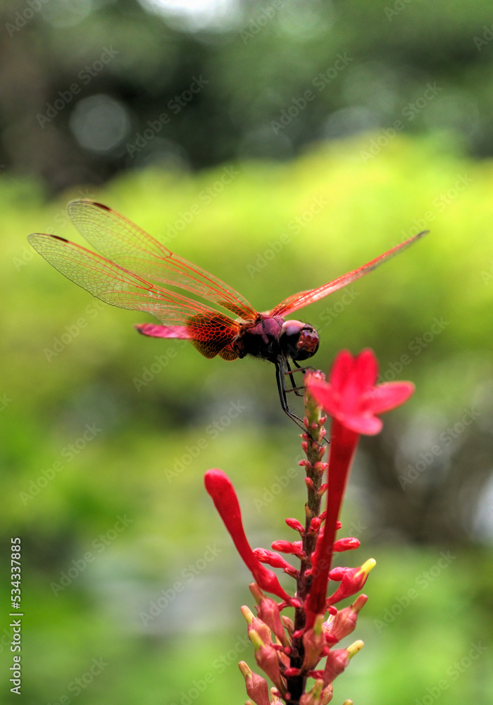 Brown-backed red marsh hawk dragonfly. Brown-backed red marsh hawk dragonfly.