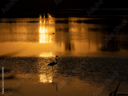 Paseo de un flamenco en un lago dorado en la puesta de sol.