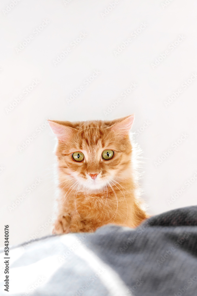 Cute ginger cat with funny expression on face. Fluffy pet with surprised emotion is playing in bed witn duvet. Cozy home lit with sunlight.