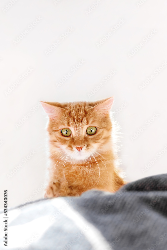 Cute ginger cat with funny expression on face. Fluffy pet with surprised emotion is playing in bed witn duvet. Cozy home lit with sunlight. Cute ginger cat with funny expression on face. Fluffy pet with surprised emotion is playing in bed witn duvet. Cozy home lit with sunlight.