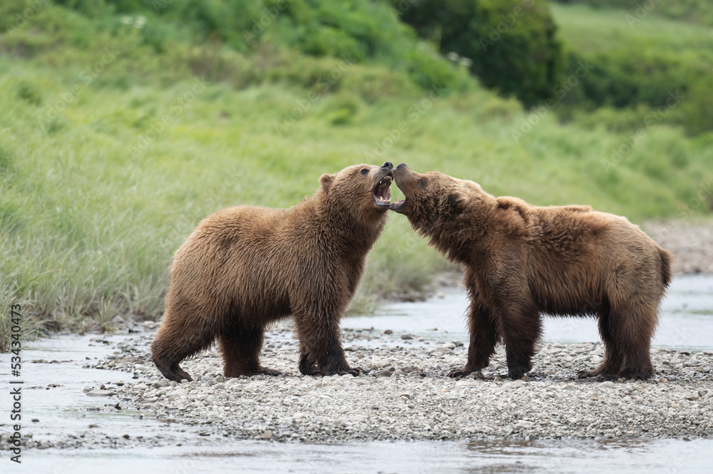 Fototapeta premium Alaskan brown bears at McNeil River
