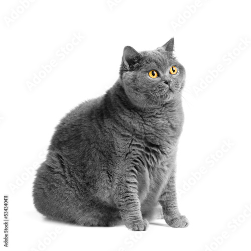 Fat British shorthair cat sitting in front of white background