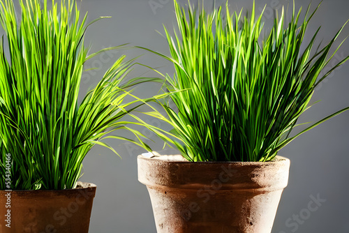 lemongrass plant growing in a pot, container visible, indoors