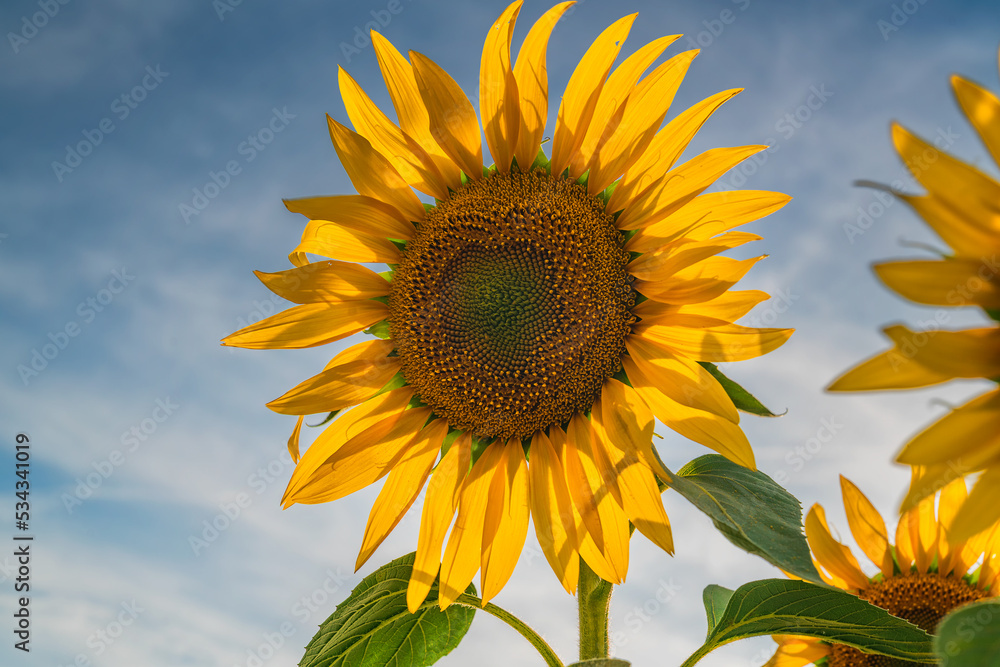 Obraz premium the sunflower (helianthus annuus) is a living annual plant in the family asteraceae, with a large flower head (capitulum).