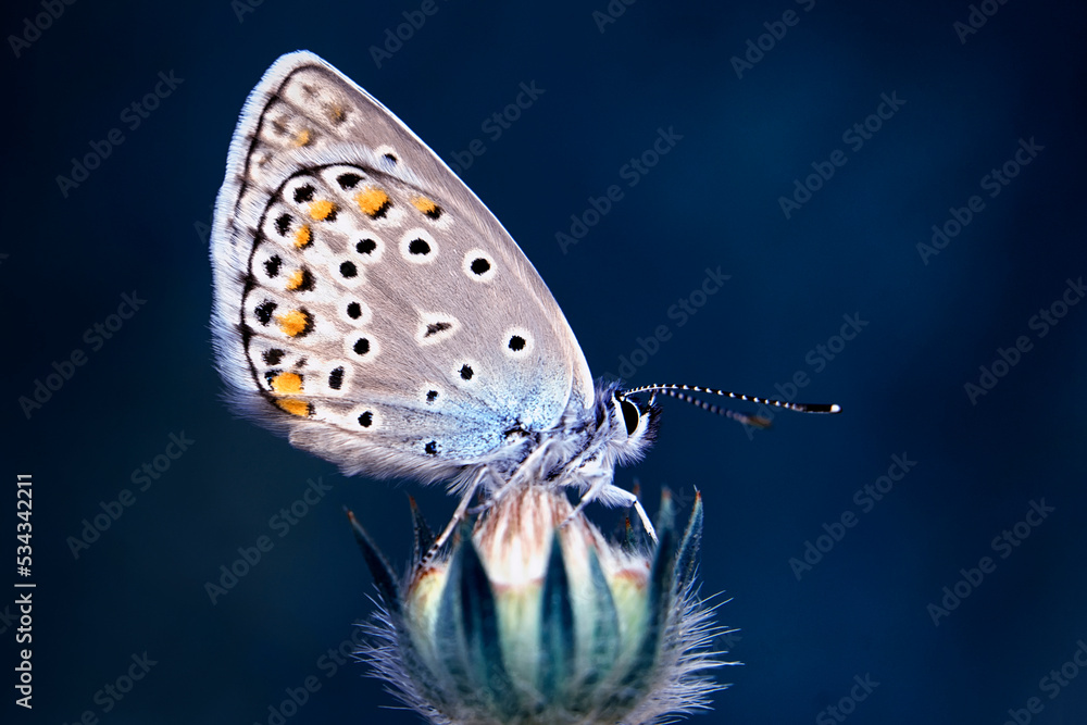 Obraz premium Macro shots, Beautiful nature scene. Closeup beautiful butterfly sitting on the flower in a summer garden.