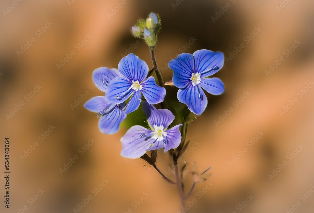 blue flowers blue flowers
