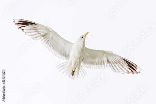 flying seagull isolated on white