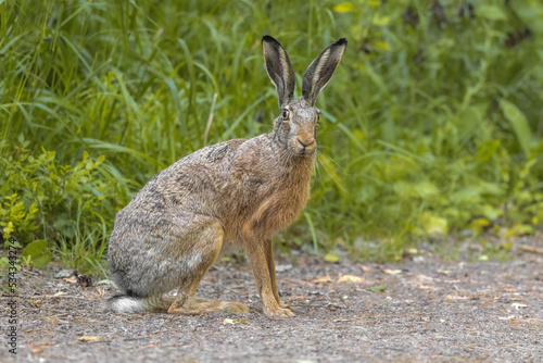 rabbit in the grass