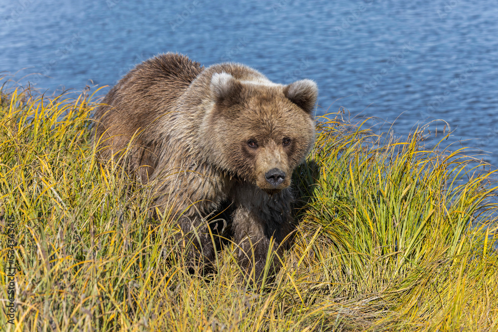Grizzly bear, Lake Clark National Park and Preserve, Alaska, Silver Salmon Creek