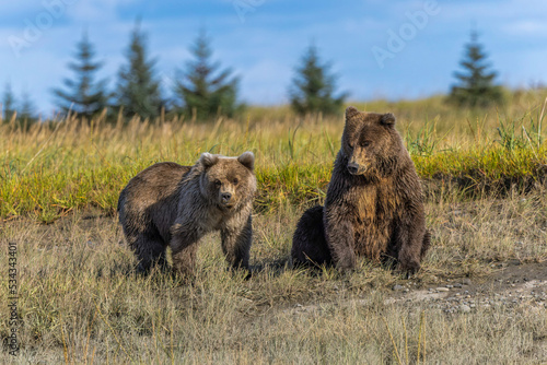 Grizzly bear cub and adult female, Lake Clark National Park and Preserve, Alaska, Silver Salmon Creek © Danita Delimont