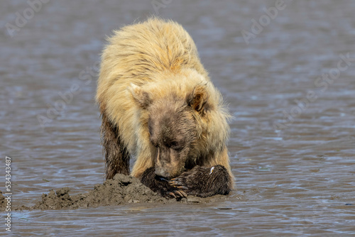 Grizzly bear and cub clamming, Lake Clark National Park and Preserve, Alaska