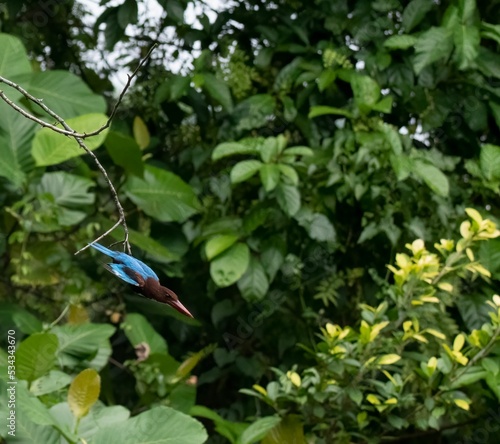 View of a common kingfisher (Alcedo atthis) on a tree around green leaves photo