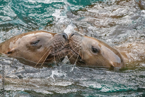 Usa, Alaska. These Steller sea lions nuzzle and kiss near the Inian Islands.
