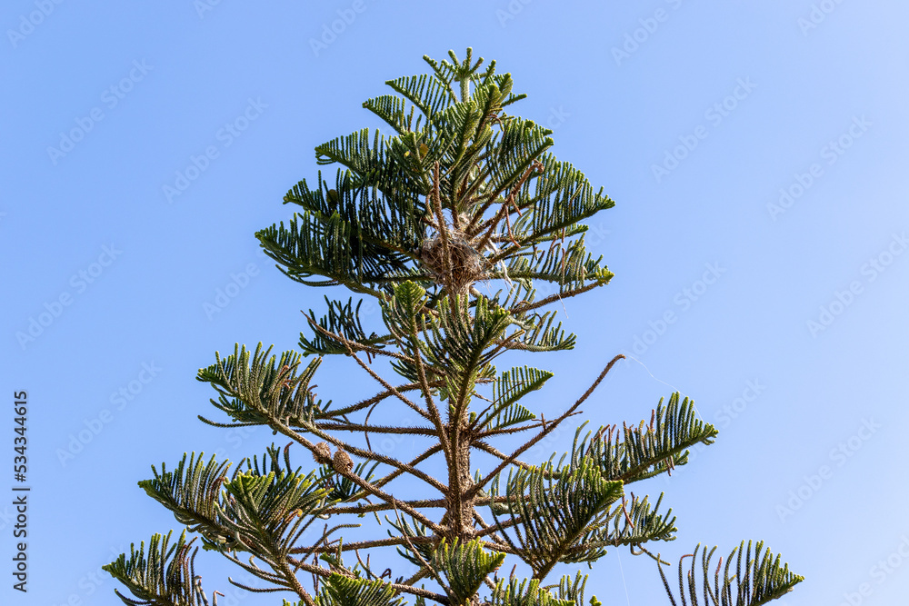 Photograph of a pine tree.