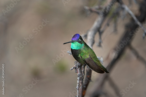 USA, Arizona, Madera Canyon. Rivoli's hummingbird on limb.