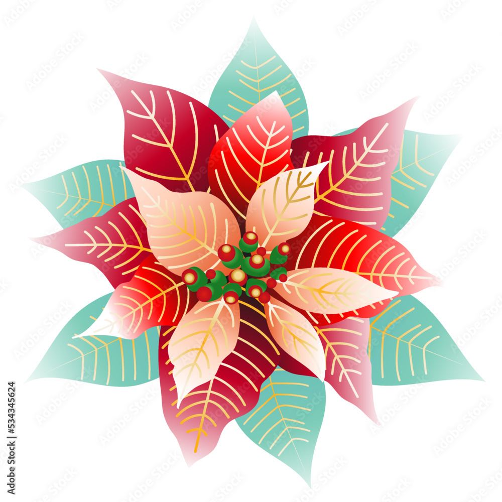 Red poinsettia flower with green leaves isolated on white background. Traditional Christmas flower