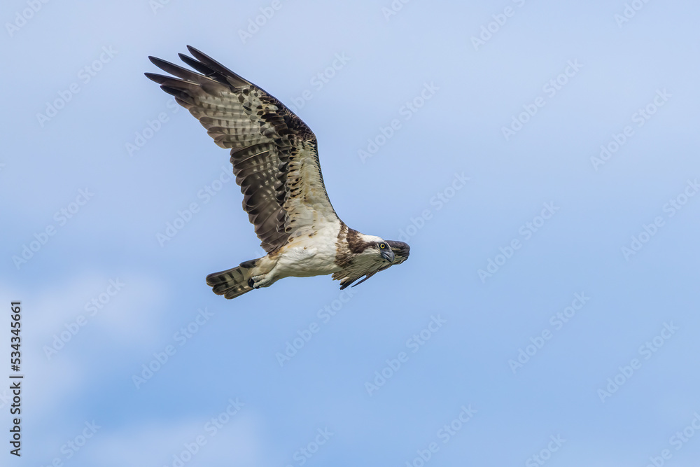 Obraz premium 飛翔するミサゴ