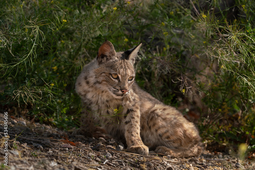 USA, Arizona. Close-up of resting female bobcat in brush. A female Bobcat relaxes in a riparian zone in southern Arizona © Danita Delimont