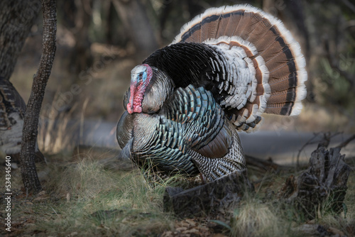 USA, Arizona, Ramsey Canyon. Male Gould's turkey close-up. photo