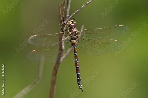 USA, Arizona, Scotia Canyon. Male persephone's darner dragonfly on branch.