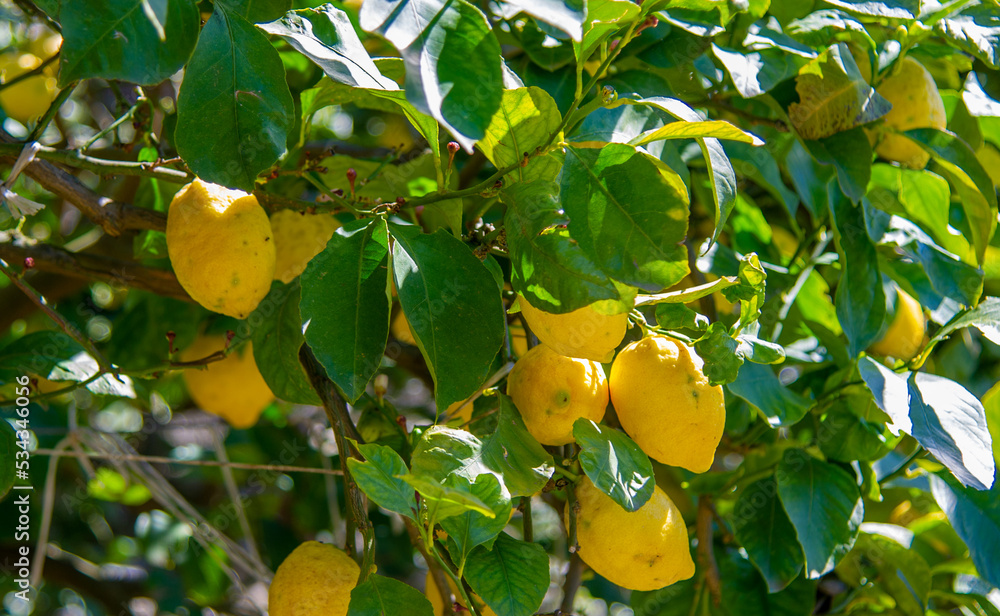 Lemon tree in Positano, Italy