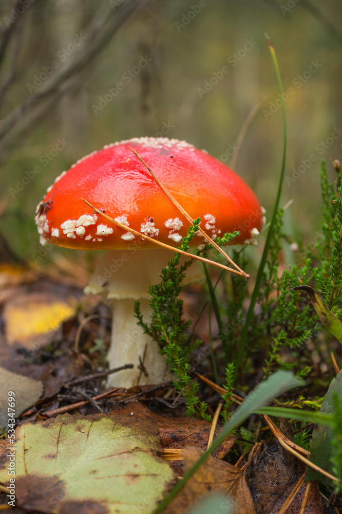 Caught sight in the autumn forest beautiful fly agaric (Amanita muscaria) Caught sight in the autumn forest beautiful fly agaric (Amanita muscaria)