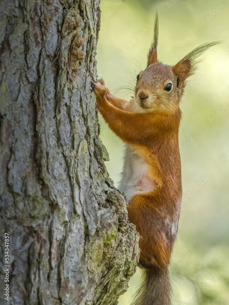squirrel on a tree squirrel on a tree