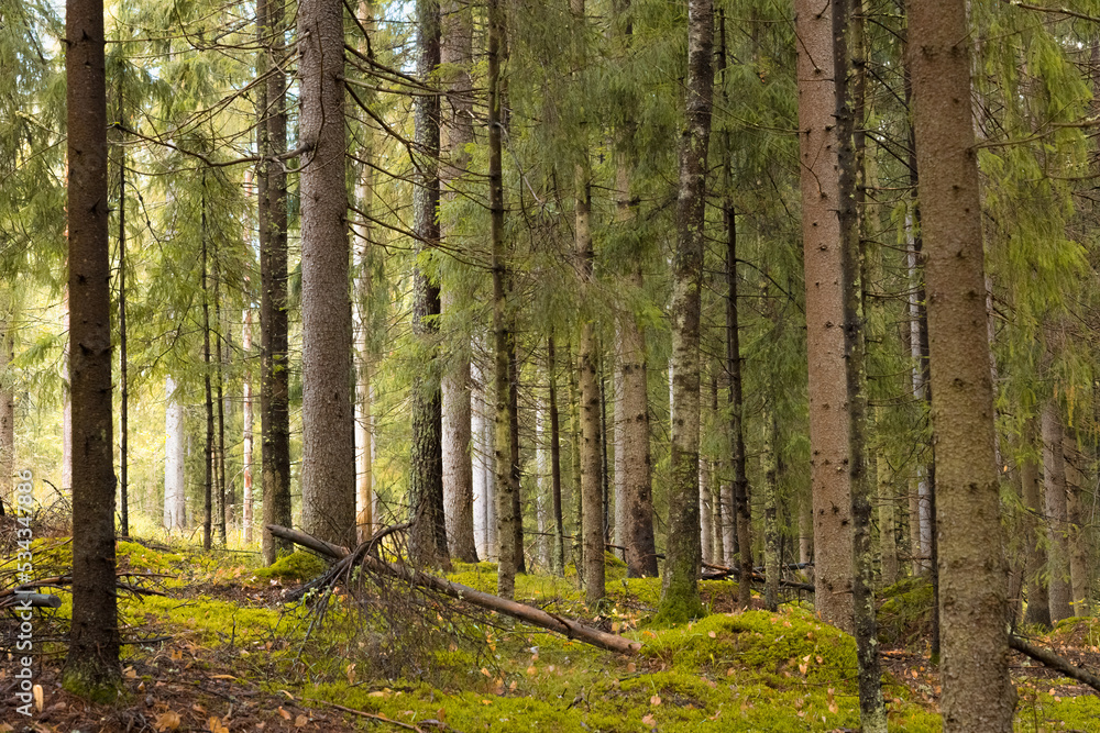 Fototapeta premium forest in autumn