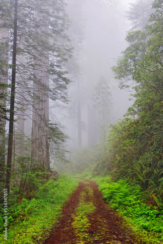 Old roadway through foggy redwood forest, Redwood National Park, California © Danita Delimont