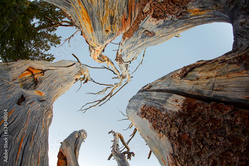 Upward view of twisted pine trees, Tuolumne Meadows, Yosemite National Park, California photo