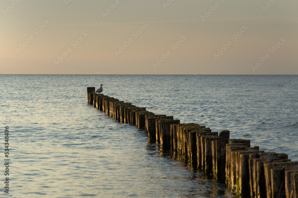 seagull on wooden breakwater during sunset