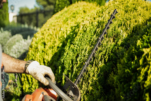 Close-up photograph of Hedge trimmer shaping a wall of Thujas trees.