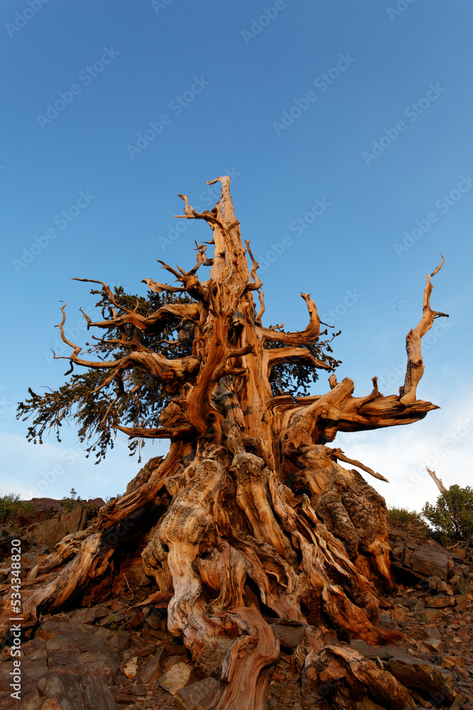 Bristlecone pine at sunset, White Mountains, Inyo National Forest, California