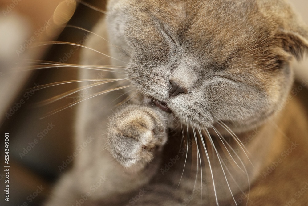 Φωτογραφία Closeup shot of the cute scottish fold cat cleaning her fur with tongue