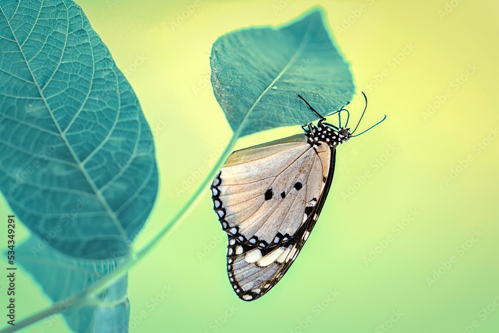 Obraz premium Macro shots, Beautiful nature scene. Closeup beautiful butterfly sitting on the flower in a summer garden.