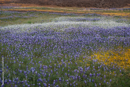 USA, California, North Table Mountain. Sunset on field of wildflowers. © Danita Delimont