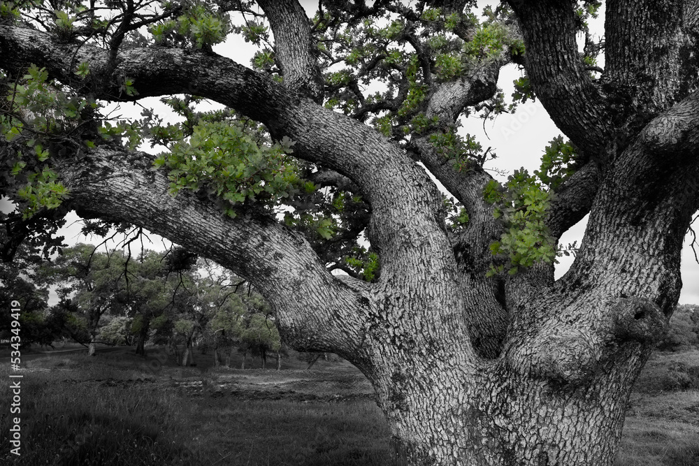 USA, California, North Table Mountain. Gnarled oak tree in meadow. - obrazy, fototapety, plakaty 