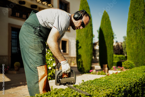 Man trimming hedges. Hedge trimming work in a beautiful garden.