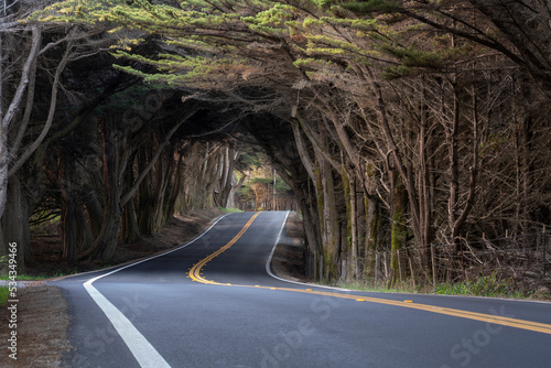 USA, California. Pacific Coast Highway 1 and tunnel of Monterey cypress trees. photo