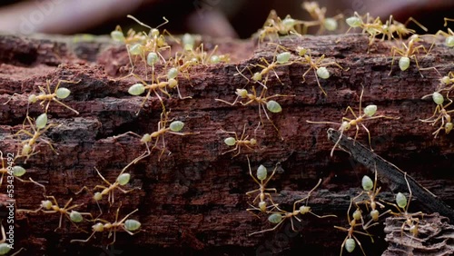 panning shot of a colony of green tree ants on decaying log at etty bay of queensland, australia photo