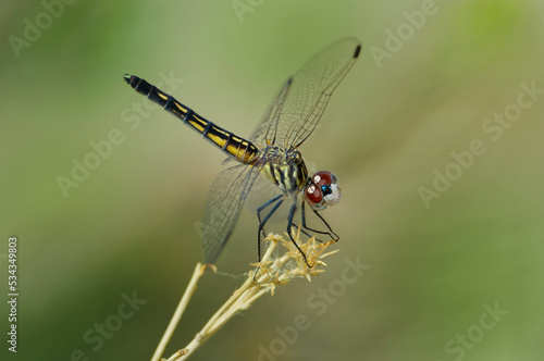 USA, California, Bishop. Blue dasher female dragonfly on stem.
