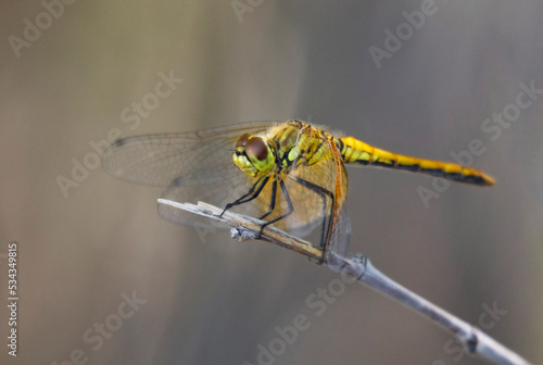 USA, California, Bishop. Juvenile male band-winged meadowhawk dragonfly on stick.
