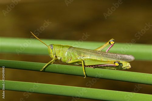 USA, California, Los Angeles County. Male green bird grasshopper on cattail reed.