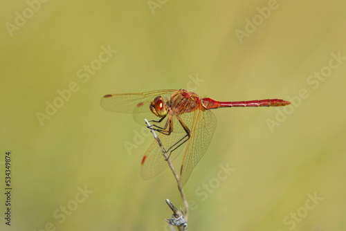 USA, California, Mono County. Male saffron-winged meadowhawk dragonfly on stick. © Danita Delimont